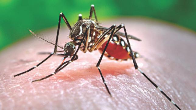 Chikungunya dan Denggi : sama tapi tidak serupa? – Dr 